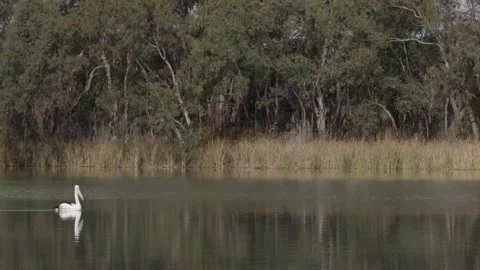 Pelican on a river HD Stock Footage 238721712