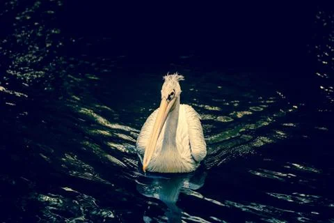 Pelican on a river Stock Photos