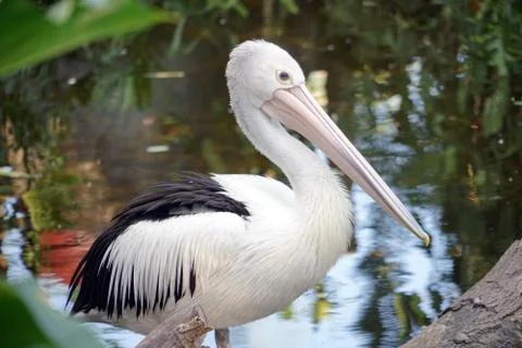 Pelican in the river Stock Photos