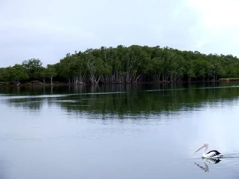 Pelican in the river. Stock Photos