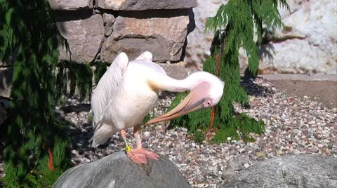 Pelican on a rock Video stock 8919144