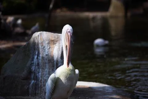 Pelican on the rock  Stock Photos