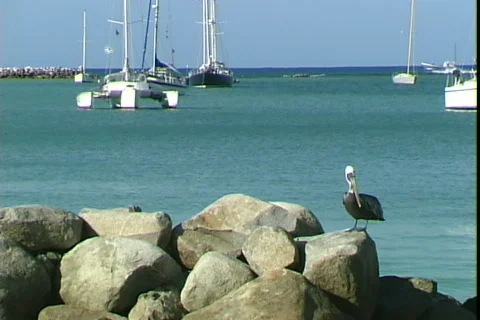 Pelican on Rocks Stock Footage 819520