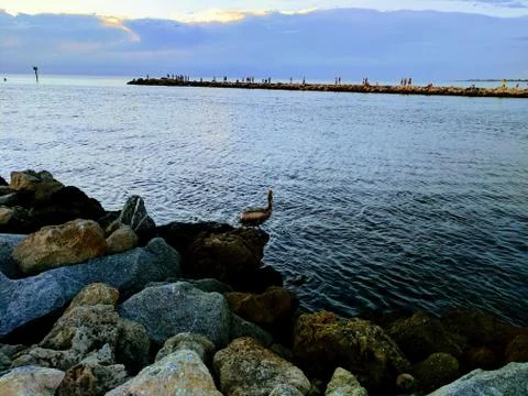 Pelican on the rocks Stock Photos