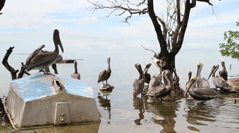 Pelican Sanctuary Stock Footage 1037605