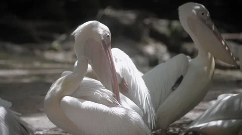 Pelican Scratching its back in 4K Stock Footage 67425197