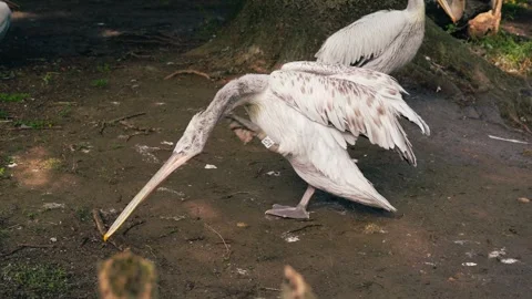 Pelican is scratching itself outdoors 스톡 동영상 297847367