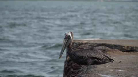 Pelican by the seaside Video stock 244618448