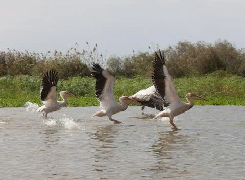 Pelican, Senegal Stock Photos
