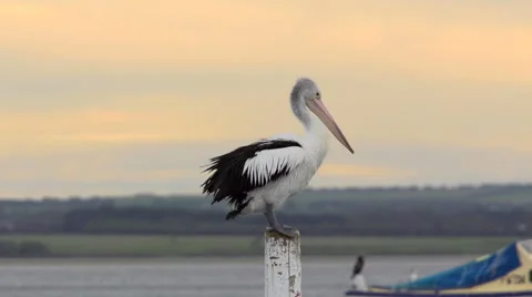 Pelican Shaking HD Slow Motion Stock Footage 44621515