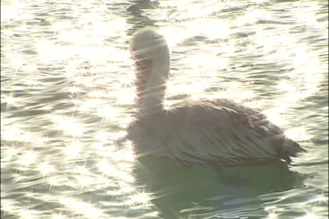 Pelican shimmer Stock Footage 921863