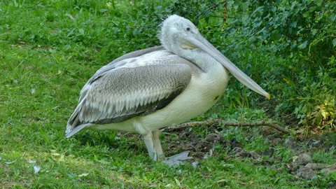 Pelican on the shore Video stock 204803116