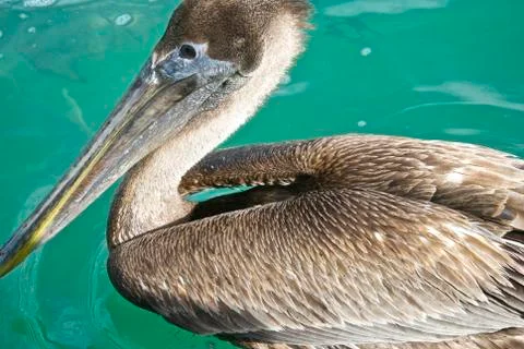 Pelican Side Foto stock