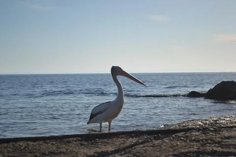 Pelican Side On Stock Photos