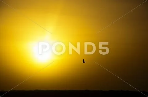 Pelican Silhouette Stock Photos
