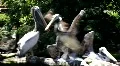 Pelican sitting close up on tree trunk over pond HD Footage