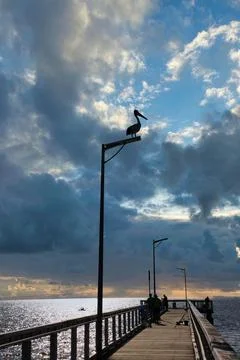 Pelican sitting on a light pole with dramatic sky Stock Photos