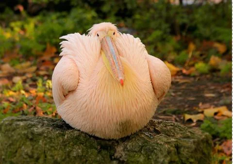 A pelican sitting on log Stock Photos