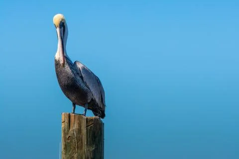 Pelican Sitting On Piling Stock Photos