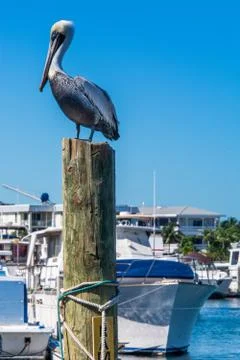 Pelican Sitting On A Piling Stock Photos