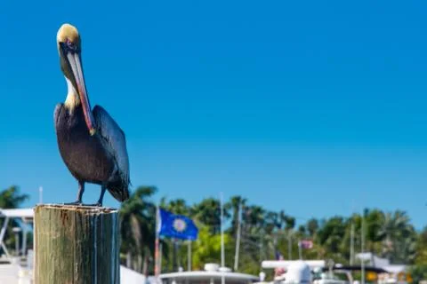 Pelican Sitting On A Piling Stock Photos