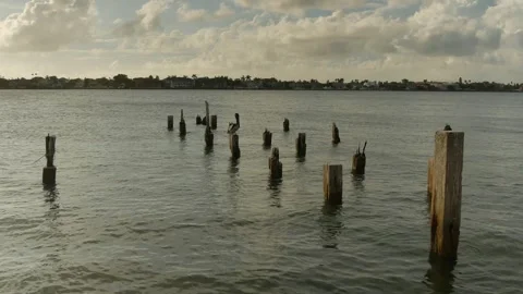 Pelican sitting on a post looking left with multiple old pier posts and baywater Stock Footage 281963047