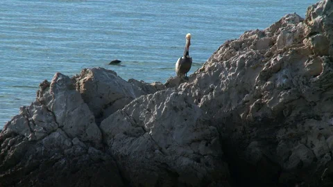 Pelican sitting on a rock. 库存影片 88234148