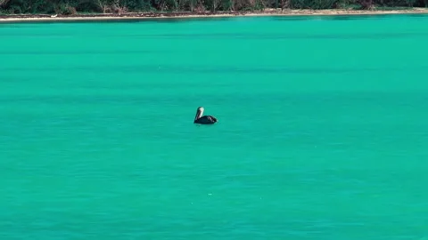 Pelican sitting at sea surface. Video stock 233298120