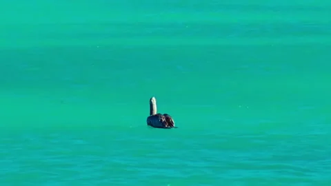 Pelican sitting at sea surface. Stock Footage 233298157