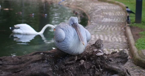 The pelican is sleeping Stock Footage 98287313
