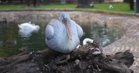 The pelican is sleeping Stock Footage 98287333