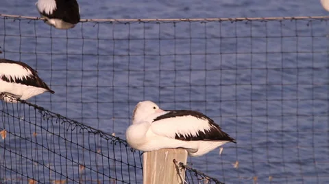 Pelican sleeping on post 库存影片 39947961
