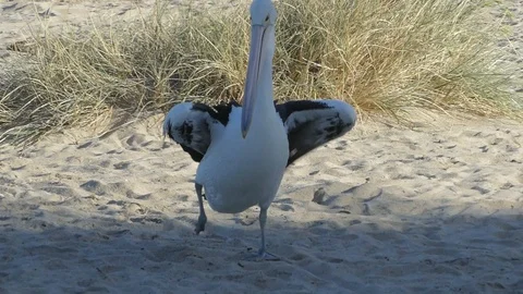 Pelican slow motion Stock Footage 93580105