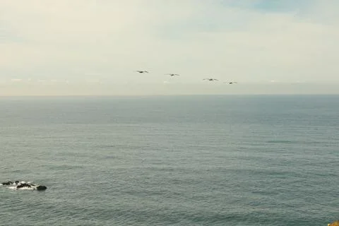 Pelican Soar Stock Photos