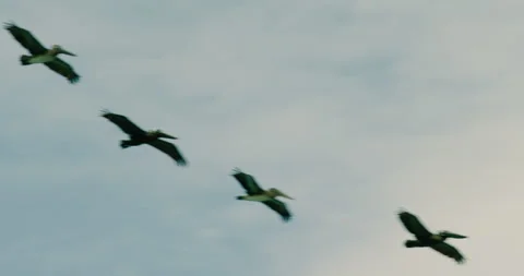 Pelican Soaring Overhead Stock Footage 262034980