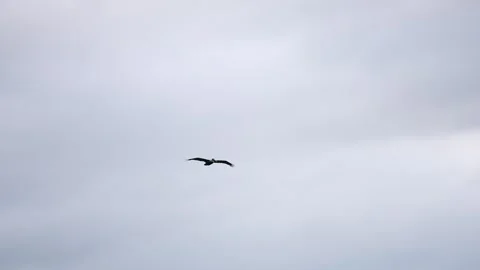 Pelican Soaring Through Overcast Sky Stock Footage 305957165