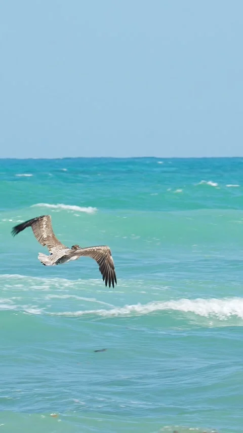 Pelican soars above breaking waves Stock Footage 345509055