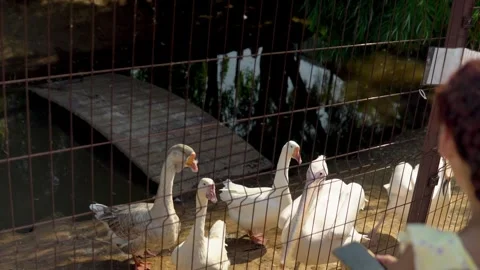 A pelican in a spacious enclosure is being fed fish by its caretaker. Watch as Stock Footage 240579707