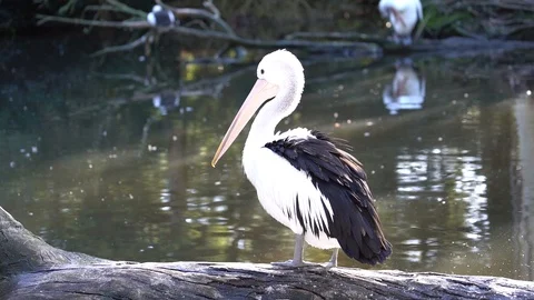 Pelican standing on log at waters edge of pond Stock Footage 90548843