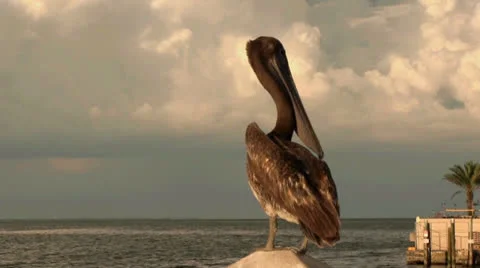 Pelican standing looking at camera Stock-Footage 25158177
