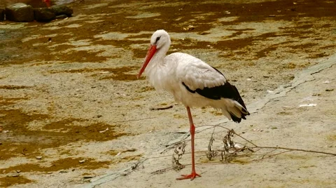 Pelican Standing on One Leg Stock Footage 56593585