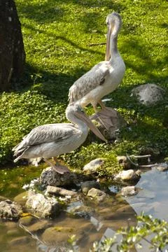 Pelican standing Stock Photos