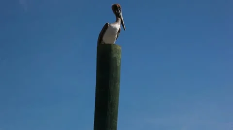 Pelican standing on pier post Stock Footage 12390515