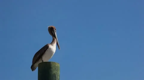 Pelican standing on pier post Stock Footage 12390519