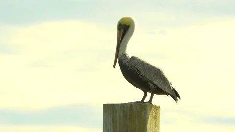 Pelican Standing on Post at Sunset, 4K Stock Footage 71539835