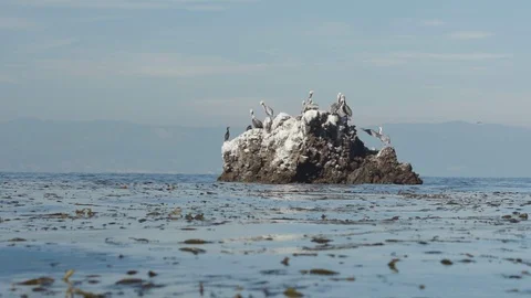 Pelican standing on a rock Stock Footage 88286227