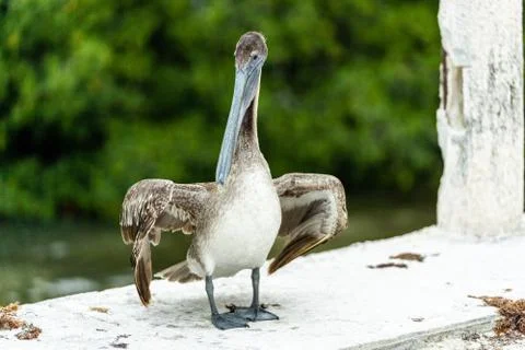 Pelican standing on the side of a bridge Stock Photos