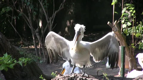 Pelican standing with wings open Stock-Footage 42118806