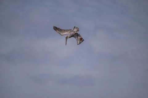 Pelican starting its dive Stock Photos