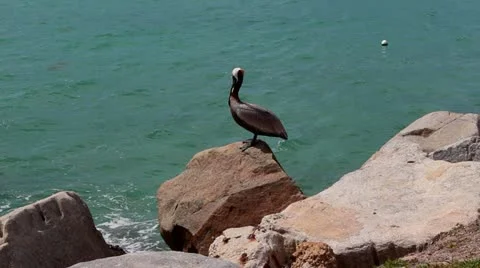 Pelican on stone Stock Footage 21777394